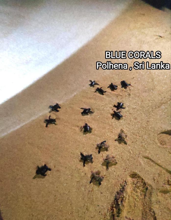 Blue Corals Beach Bungalow マータラ エクステリア 写真