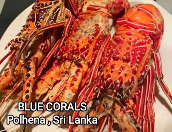 Blue Corals Beach Bungalow マータラ エクステリア 写真